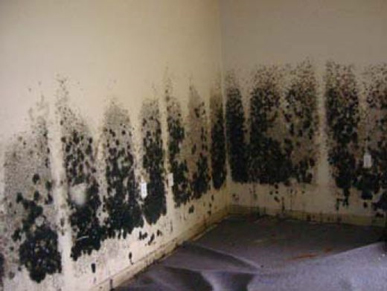 Mold and Mildew Removal Northport,  NY